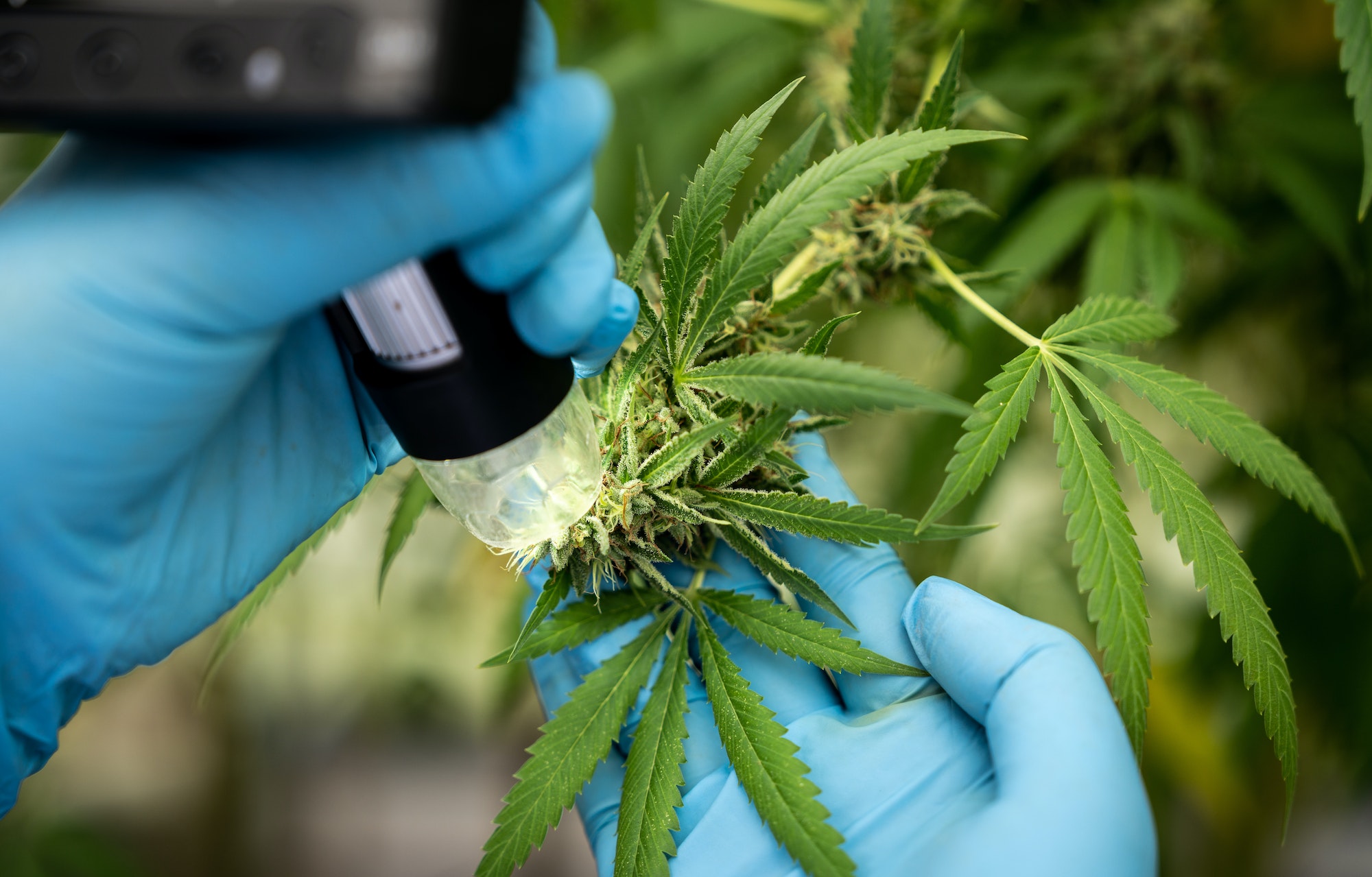 Biotechnology scientist chemist use microscope to analyze CBD in curative cannabis farm before